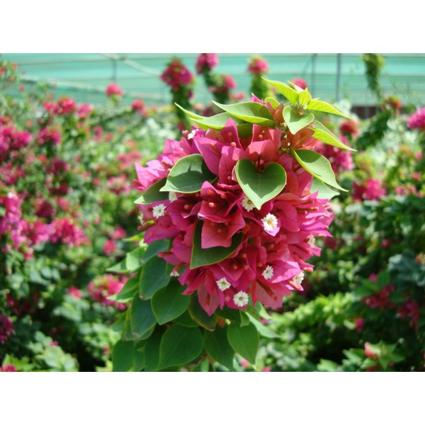 Bougainvillea ‘Pink Pixie’ 50 – 70cm