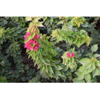 Bougainvillea ‘Pink Pixie’ 50 – 70cm