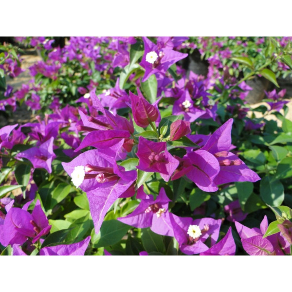 Bougainvillea alexandrea Or Purple Paper Flower 50 – 70cm