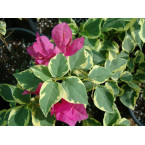 Bougainvillea Rainbow “GOLD”