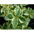 Bougainvillea Rainbow “GOLD”