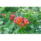 Campsis radicans “Trumpet Vine”
