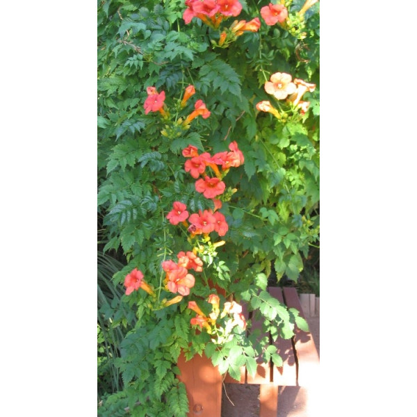 Campsis radicans “Trumpet Vine”