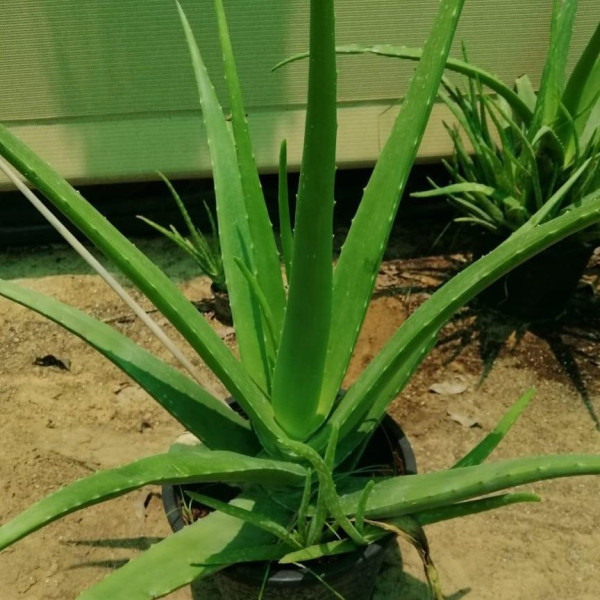 Aloe vera, Medicina Aloe, Savila Or الألوة فيرا