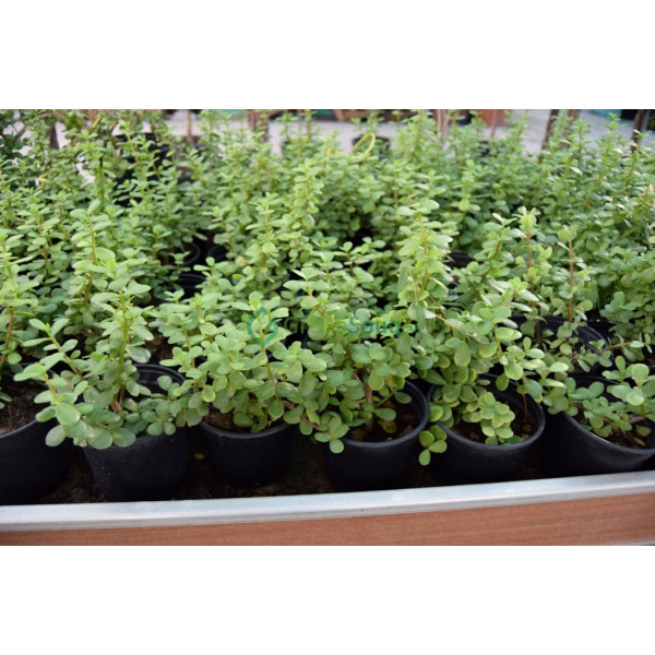 Portulacaria afra (Elephant Bush)