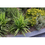 Pandanus baptistii variegata