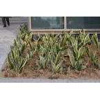 Sansevieria trifasciata Or Snake Plant (Outdoor)