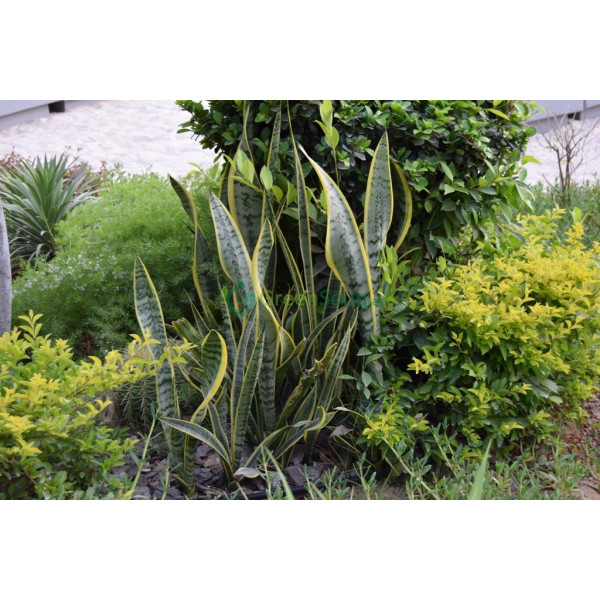 Sansevieria Trifasciata Or Snake Plant (outdoor)