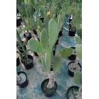 Opuntia ficus indica or Barbary fig (Indian Fig)
