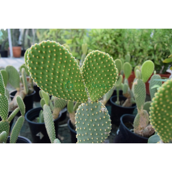 Opuntia Ficus Indica Or Barbary Fig (indian Fig)