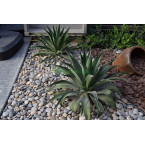 Agave Attenuata or spineless century plant