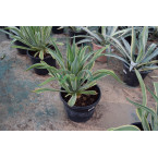 Agave Attenuata or spineless century plant