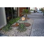 Agave Attenuata or spineless century plant