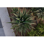 Agave Attenuata or spineless century plant