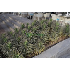 Yucca desmetiana Or Blue Boy