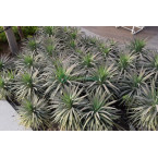 Yucca desmetiana Or Blue Boy