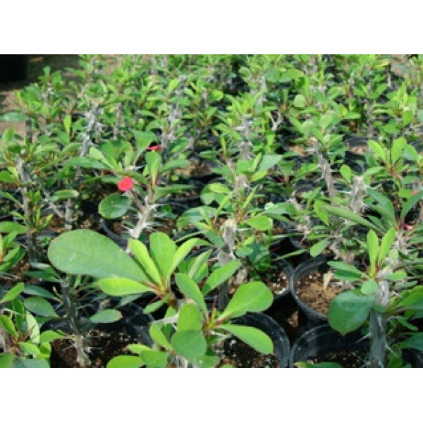 Euphorbia Millii Or Crown Of Thorns