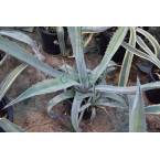 Agave Americana or Century Plant