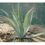 Agave Americana or Century Plant