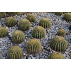 Echinocactus grusonii (Golden Barrel Cactus, Mother-in-law Cushion) 30-40cm Spread
