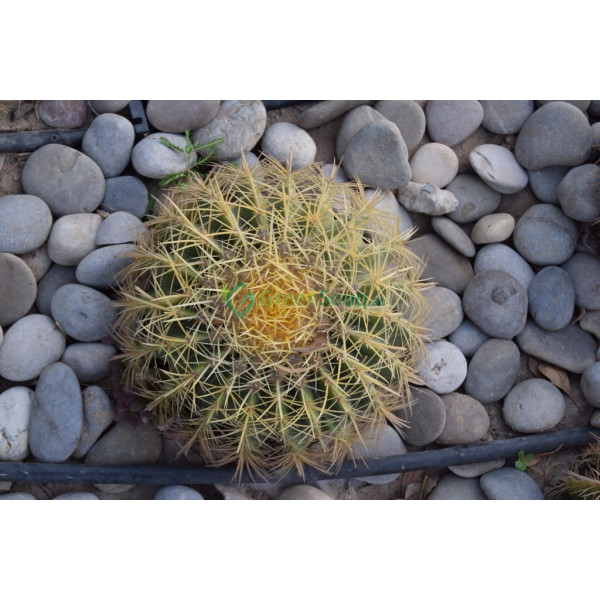Echinocactus Grusonii (golden Barrel Cactus, Mot..