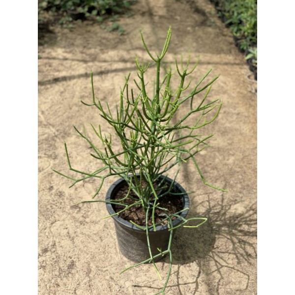 Euphorbia tirucalli or Pencil Cactus 50-70cm