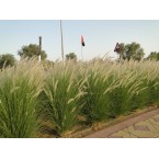 Pennisetum setaceum, African Fountain Grass or Tender Fountain Grass