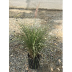 Pennisetum setaceum, African Fountain Grass or Tender Fountain Grass