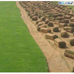 Natural Carpet Grass