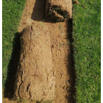 Natural Carpet Grass