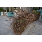 Pennisetum Rubrum (Purple Fountain Grass, African Fountain Grass, Tender Fountain Grass)