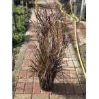 Pennisetum Rubrum (Purple Fountain Grass, African Fountain Grass, Tender Fountain Grass)