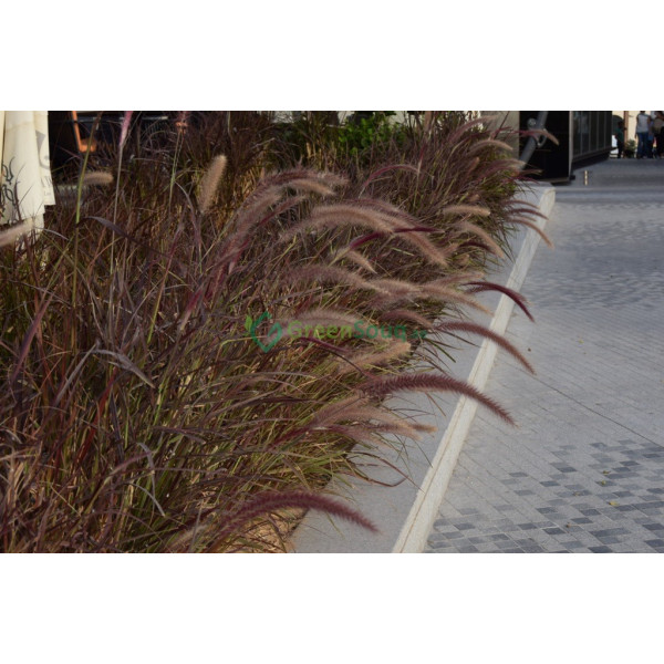 Pennisetum Rubrum (purple Fountain Grass, Africa..