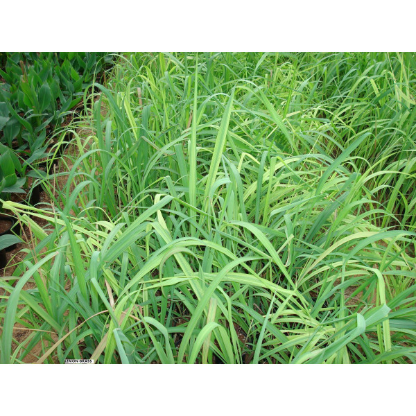 Lemon Grass Or Cymbopogon Citratus 40 – 60cm