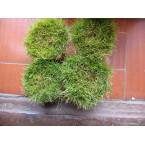 Zoysia Japonica or Korean Lawn Grass