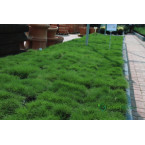 Zoysia Japonica or Korean Lawn Grass
