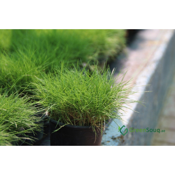 Zoysia Japonica Or Korean Lawn Grass