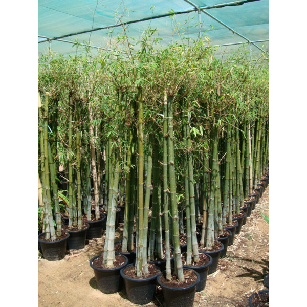 Bambus green or Tropical Bamboo 1.5 – 1.8m