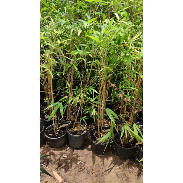 Bambusa vulgaris or Common Bamboo