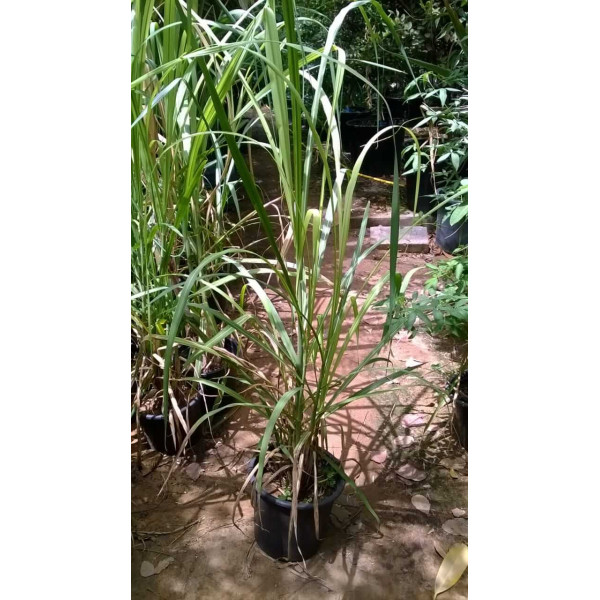 Saccharum Officinarum Or Sugarcane قصب السكر