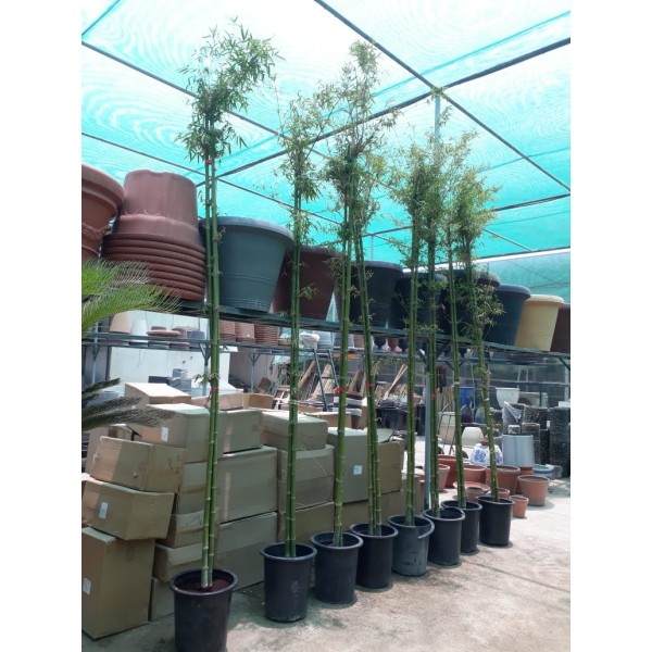 Bambus green or Tropical Bamboo 3.0 – 3.5m