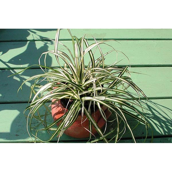 Carex hachjioensis “EverGold”