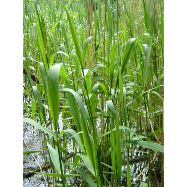 Phragmites australis “Common reed”