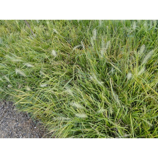 Pennisetum alopecuroides “Chinese fountain grass”