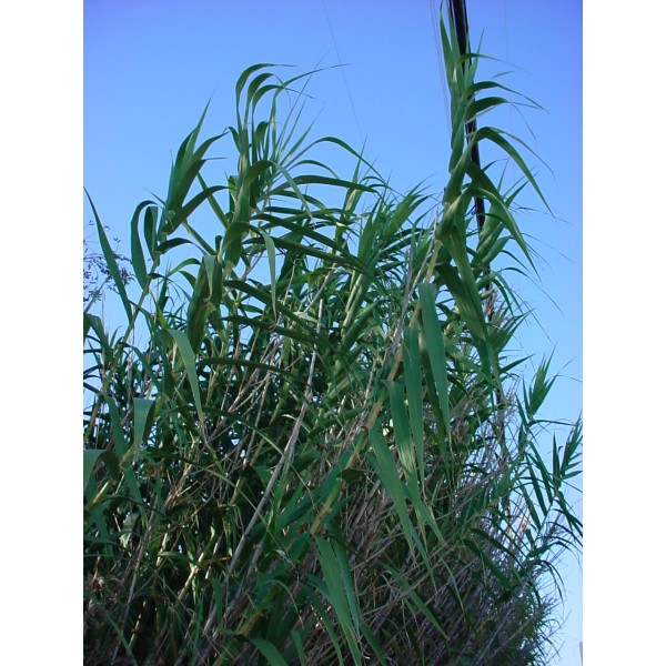 Arundo Donax “Giant reed”