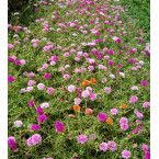 Portulaca grandiflora or Rose Moss