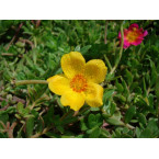 Portulaca grandiflora or Rose Moss
