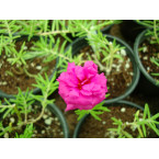 Portulaca grandiflora or Rose Moss