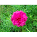 Portulaca grandiflora or Rose Moss