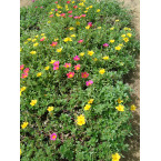 Portulaca grandiflora or Rose Moss